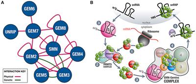 Spinal Muscular Atrophy: From Defective Chaperoning of snRNP Assembly to Neuromuscular Dysfunction